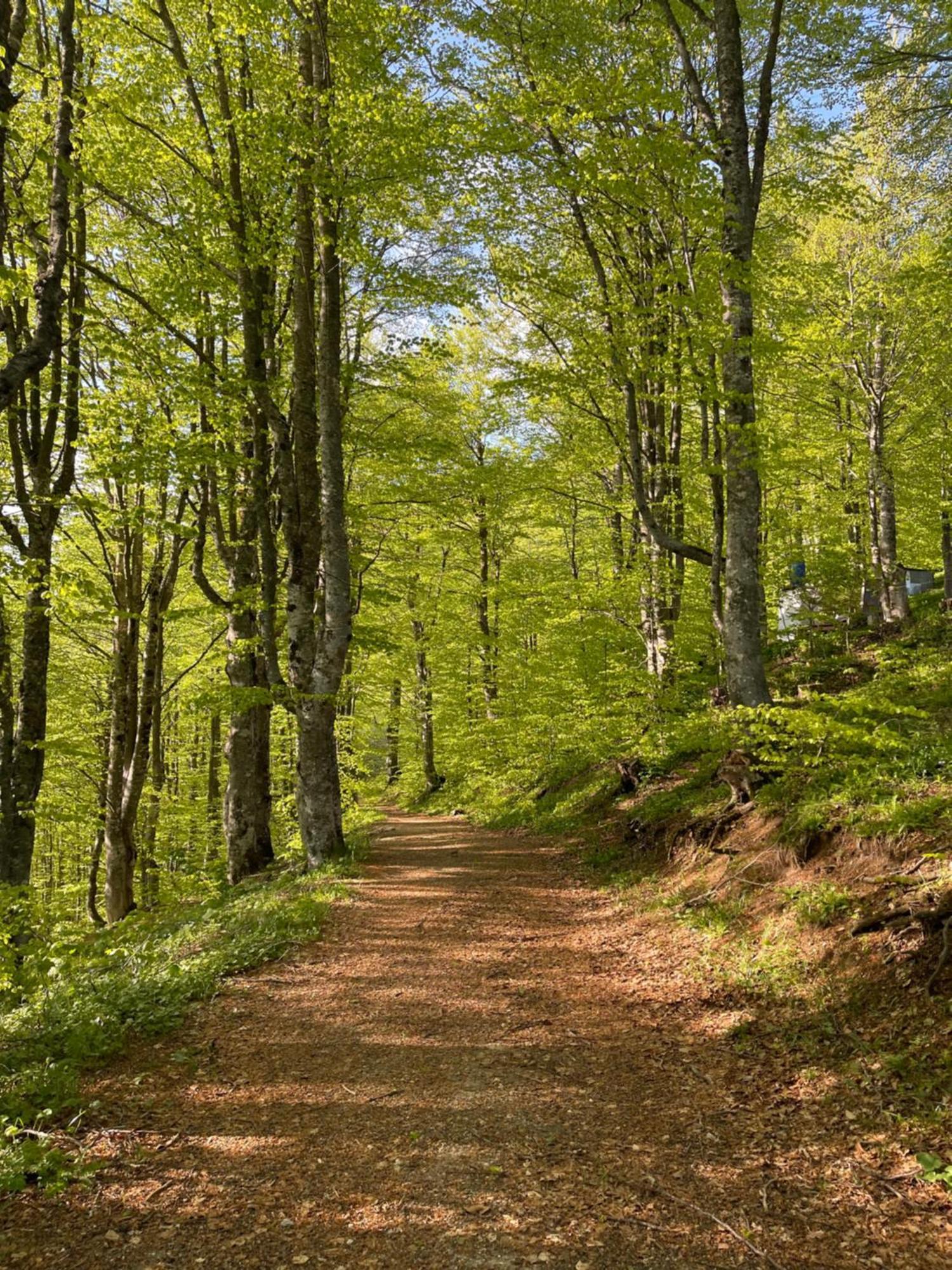 Honey Valley Bjelasnica Bed and Breakfast Eksteriør billede